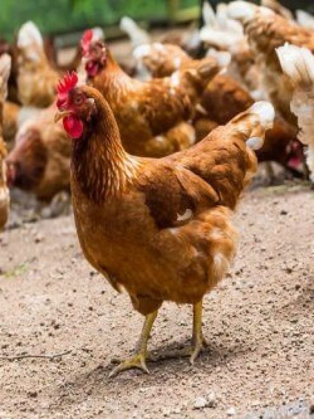 মুরগীর এই ৪ গুণ থাকতেই হবে, তবেই না মেয়েরা প্রেমে হাবুডুবু খাবে