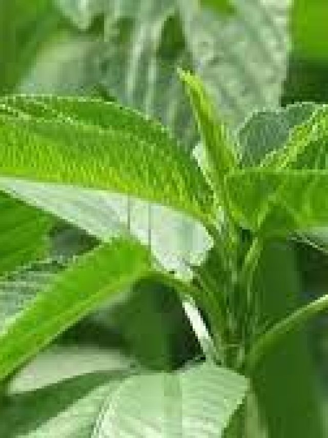 বয়স আসবেই না আপনার কাছে, নিয়ম করে খেতে হবে গ্রামবাংলার এই শাক