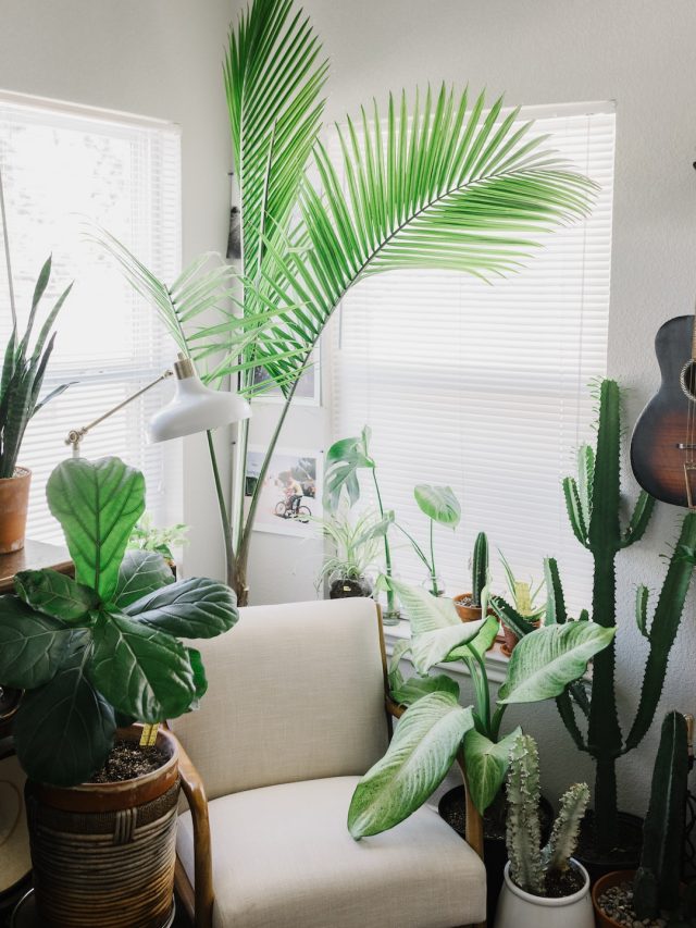 কুবেরের প্রিয়, এই গাছগুলি বাড়ির উত্তরে রাখলে চুম্বকের মতো টাকা টানে