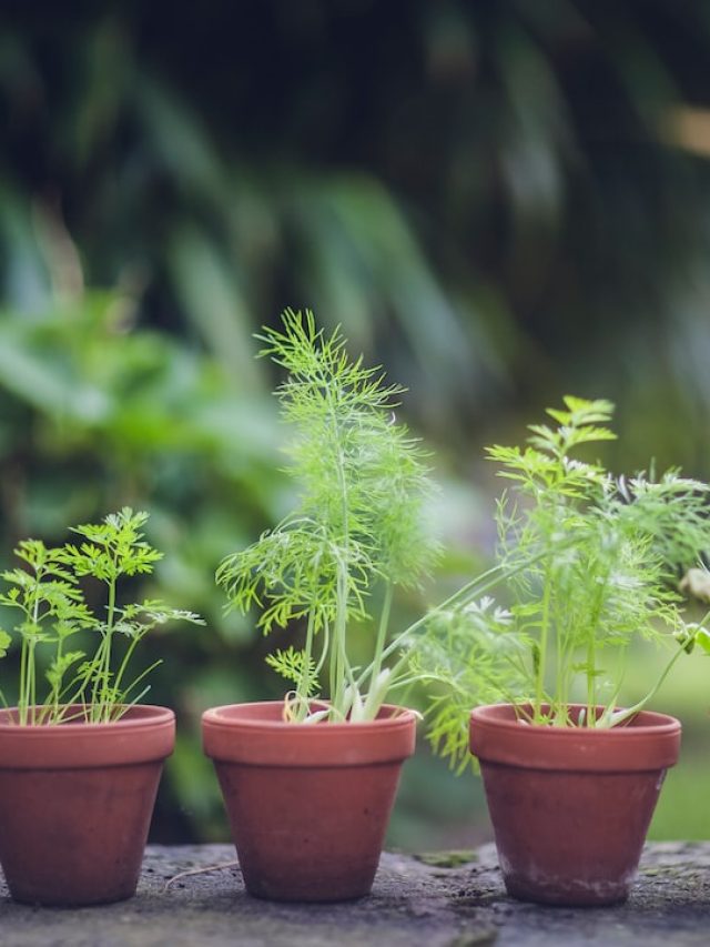 শুকিয়ে যাওয়া গাছেও প্রাণ ফিরবে, ছাদবাগান সবুজ রাখার  ছোট্ট 'সহজ' ট্রিক্স