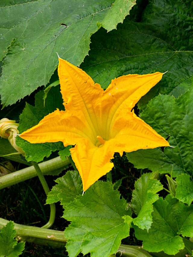 গ্রামবাংলার আনাচেকানাচে হয় এই ফুল, এভাবে খেলে সুগার-ওজন থাকবে বশে