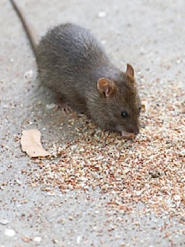 শ্যাম্পুর এই টোটকায় ছোট ইঁদুর না মেরেই তাড়ান, আর ঘরে ঢুকবে না