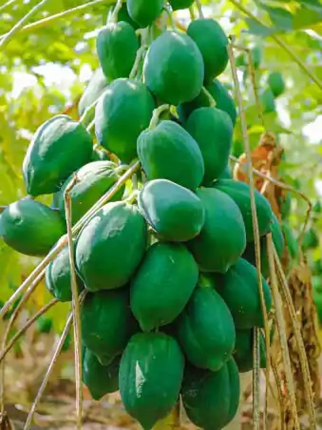 কাঁচা পেঁপে খাওয়ার প্রচুর উপকারিতা, এসব বড় বড় রোগ দূরে থাকবে