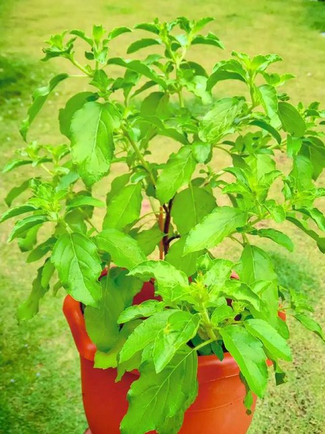 বাড়ির তুলসী গাছে দিন এই একটি জিনিস, পকেট ভরে যাবে নোটে!