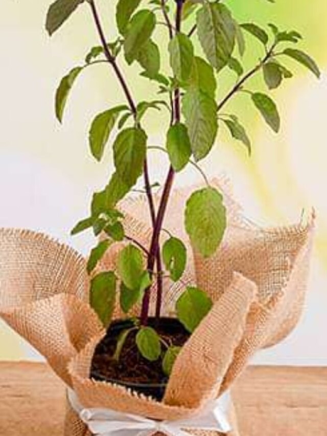 ৩১ মে বিশেষ দিন, তুলসী গাছের পাশে এই ৫ ভুল কখনও না