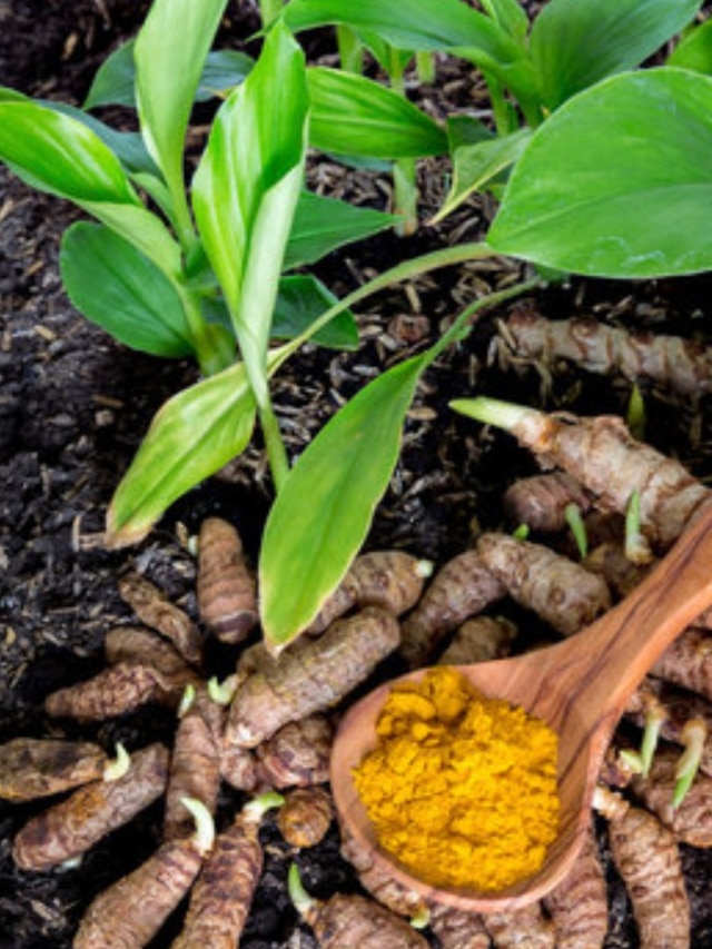 বাড়ির এদিকে রাখুন হলুদ গাছ, হু হু করে বাড়বে আয়