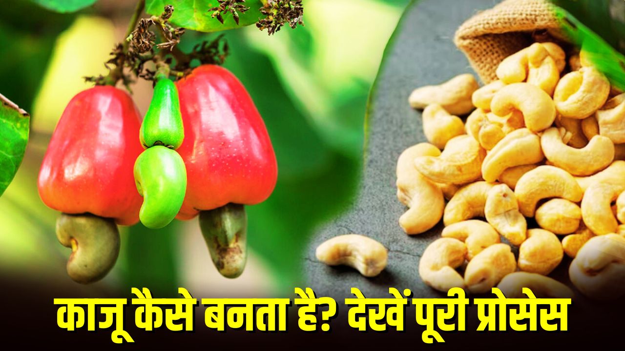 काजू कैसे बनता है, VIDEO देख रह जाएंगे हैरान, यूं ही नहीं बिकता इतना
