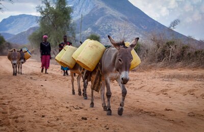 Millions of donkeys killed annually for traditional Chinese medicine: Study