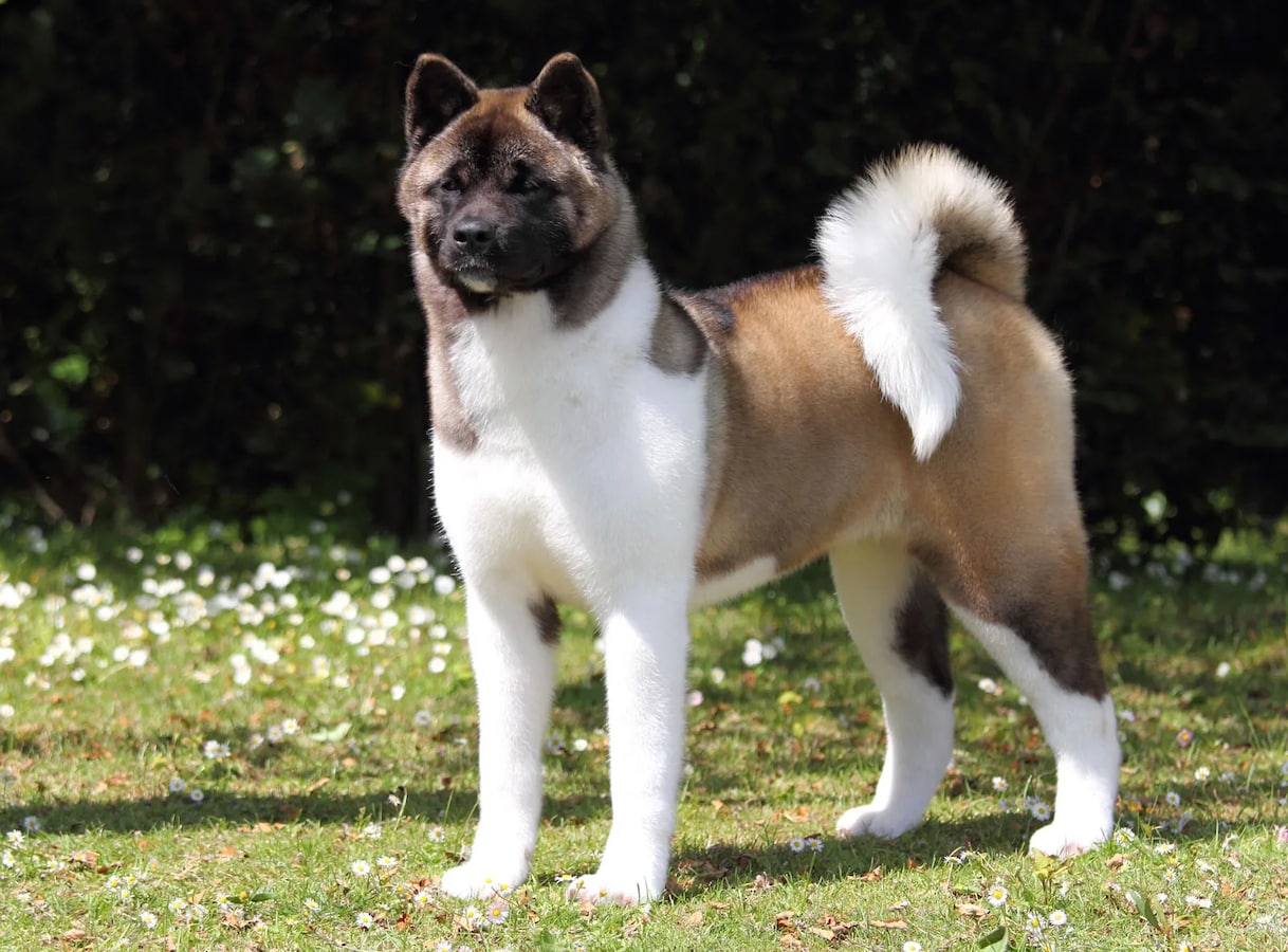 Japanese akita online dangerous dog list