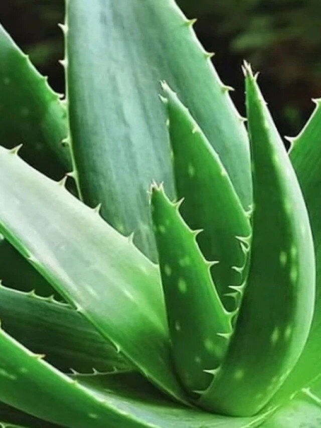 বাড়িতেই বড় করুন ঔষধি অ্যালোভেরা, কীভাবে যত্ন নেবেন