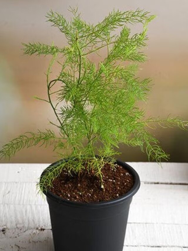 রোগ-বালাই দূরে থাকবে, বাড়ির টবে রাখুন  এই ৫ গাছ