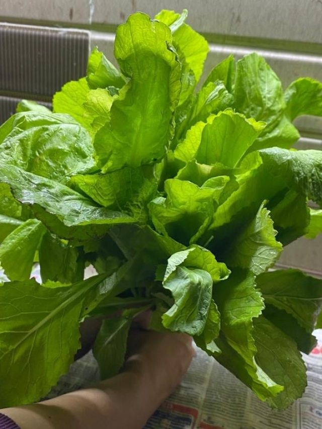 এই শাক ভর্তার ১ চামচেই 'ঠান্ডা' যৌবন 'গরম' হবে, সিক্রেট রেসিপি