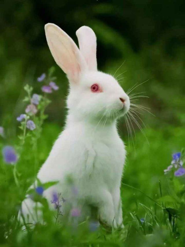 বাস্তু অনুসারে, এই প্রাণীগুলিকে বাড়িতে পুষলে সুখ-সমৃদ্ধি বাড়ে