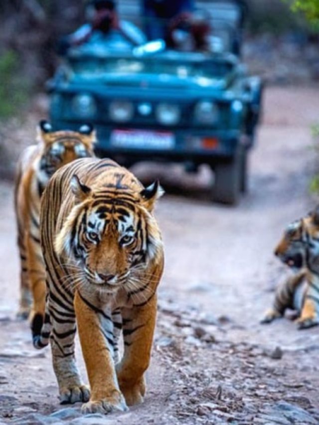 গ্রীষ্মে ছুটি কাটাতে ঘুরে আসুন দেশের এই বিখ্যাত জাতীয় উদ্যানগুলি