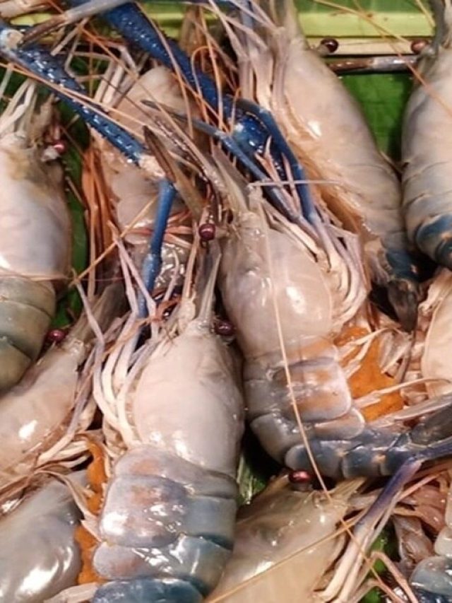 চিংড়ির এই অংশ বেছে খাচ্ছেন তো? না হলেই মৃত্যু পর্যন্ত হতে পারে