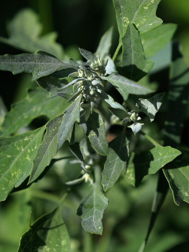 কোষ্ঠকাঠিন্য আর কষ্ট দেবে না, এই শাক  খেলে পাঁই পাঁই করে ছুটে পালাবে পাইলস