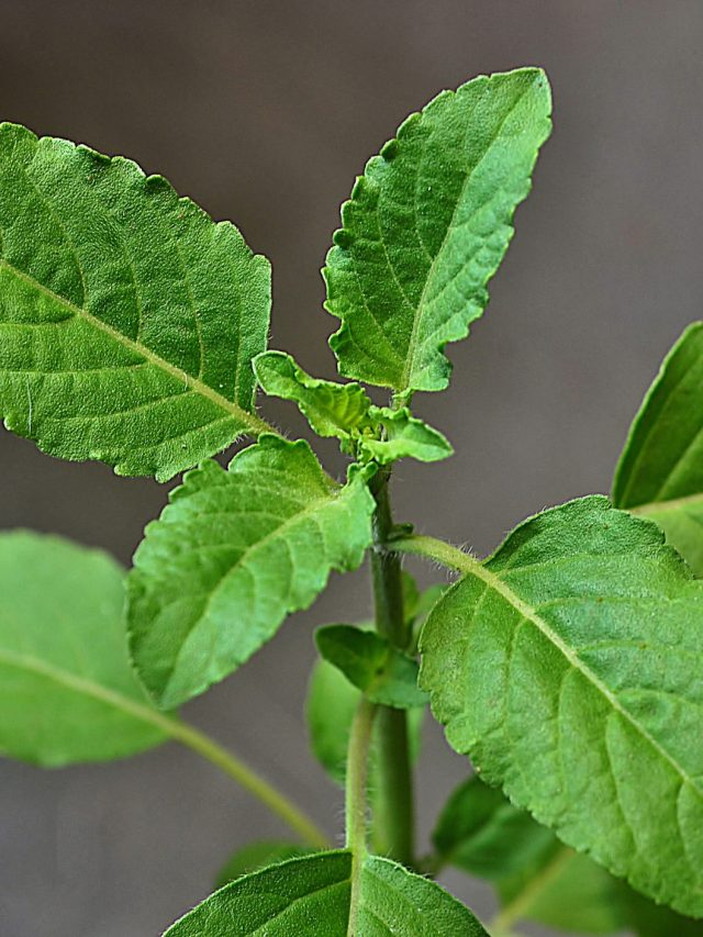 কোন দিন বাড়িতে তুলসী গাছ লাগালে সবচেয়ে শুভ ফল মেলে?