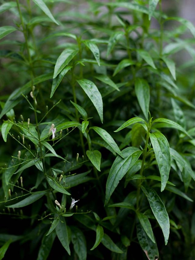 বাড়ির পাশেই পাবেন, এই গাছের দুটো পাতা খেলেই সুগার কমবে