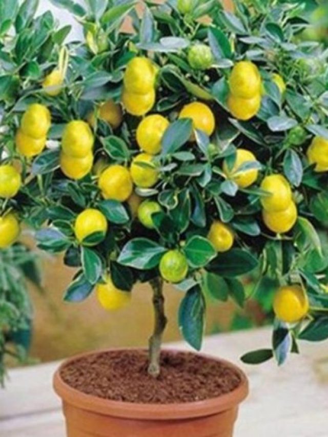 গরমে সুস্থ থাকার মোক্ষম দাওয়াই, বাড়ির টবে এভাবে ফলান পাতিলেবু