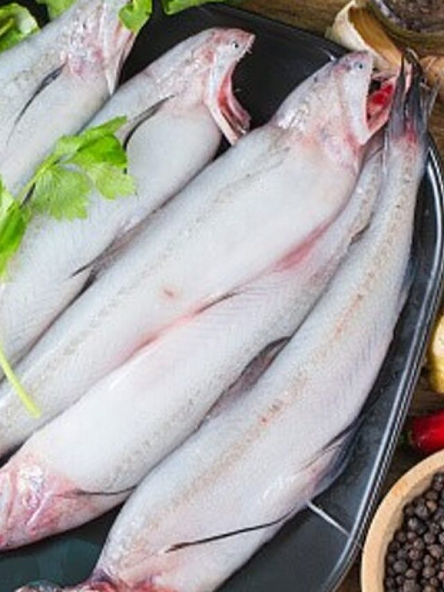 বাঙালদের প্রিয় মাছ লইট্যা! এভাবে রাঁধলে একটুও ভাঙবে না, স্পেশাল রেসিপি