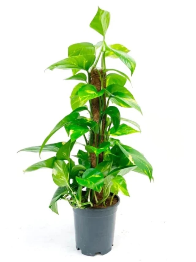 চুরি করা মানি প্ল্যান্ট লাগানো শুভ না অশুভ?  জেনে রাখুন