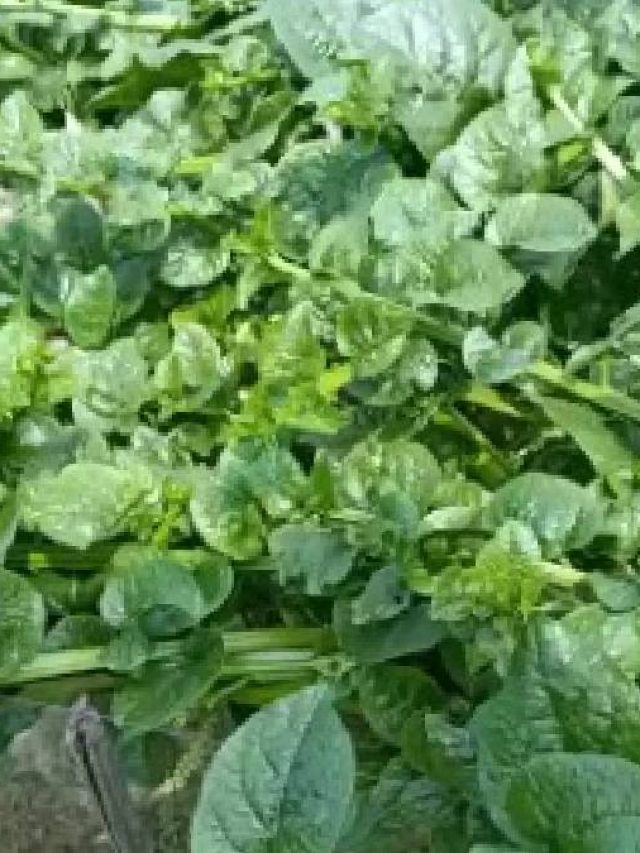 পুরুষত্ব হেসে খেলে বেড়াবে, সস্তার এই শাকেই লুকিয়ে গোপন রহস্য