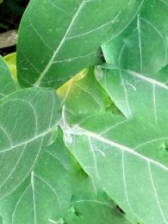 সব রোগ বাপ বাপ  করে পালাবে, শিবের এই প্রিয় ফুলের পাতা মহৌষধ, জানুন