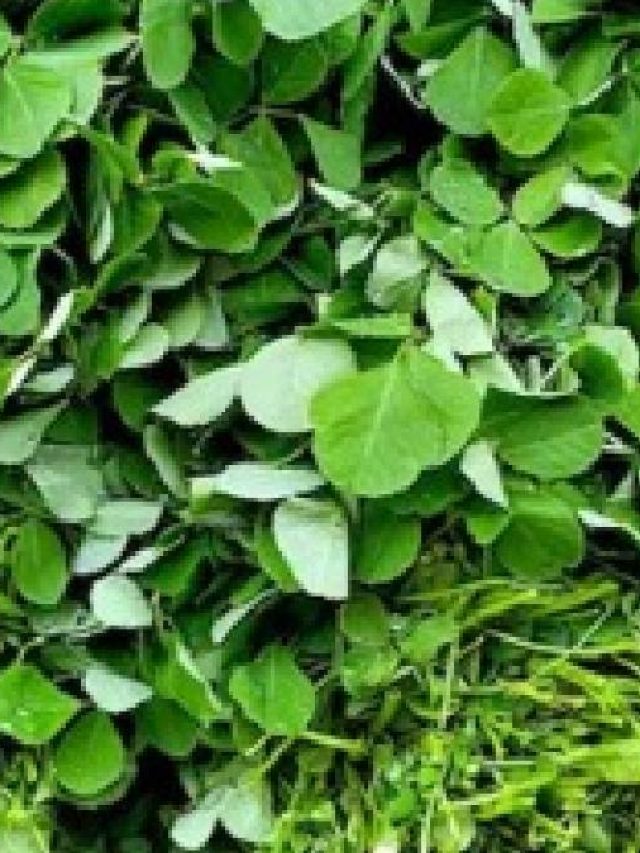 যৌবন হবে উরি বাবা, মজা পাবে পুরুষত্ব, পাতে রাখুন এই শাক,  রেসিপি