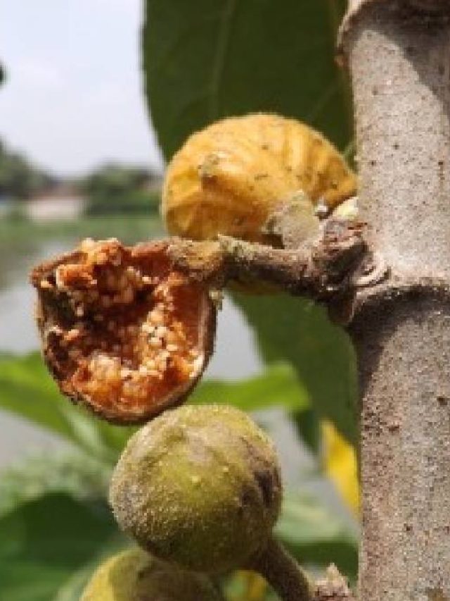 পুরুষত্ব ঝিমিয়ে পড়েছে?  সস্তার এই ফল খেলেই ক্লান্ত যৌবন চাঙ্গা হবে