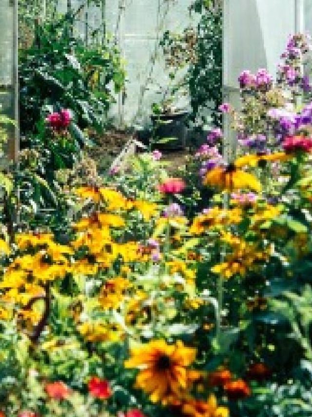 যৌবন পিলে চমকাবে,  ১০ টাকার এই ফুল  খেলেই ঘায়েল হবে রোগ, জানুন