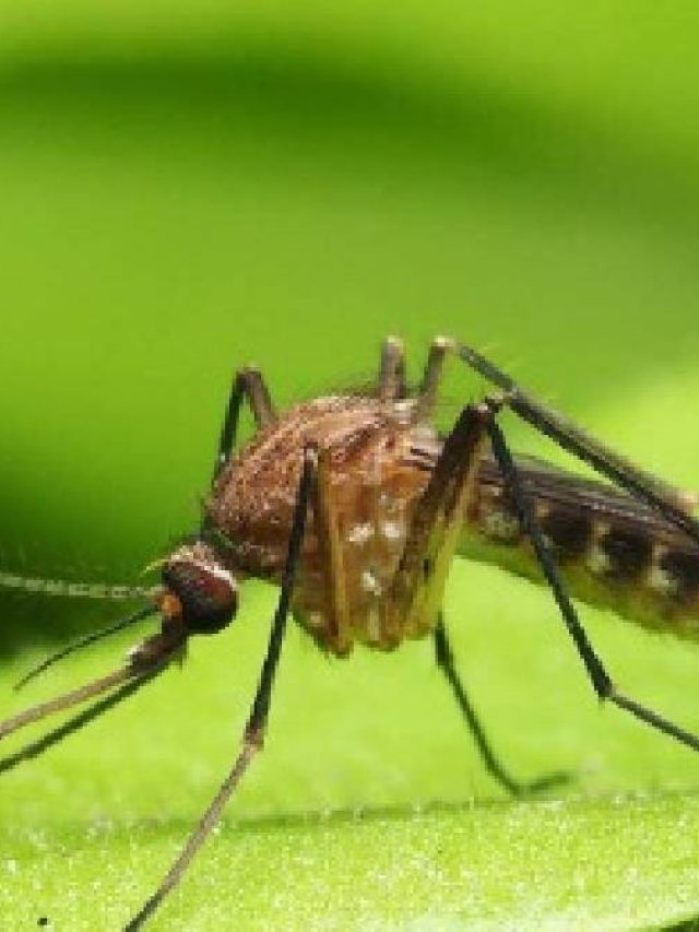 কামান দাগতে হবে না,  এই জিনিস দেখলেই ভয়ে পালাবে মশা,  আর কামড়াবে না