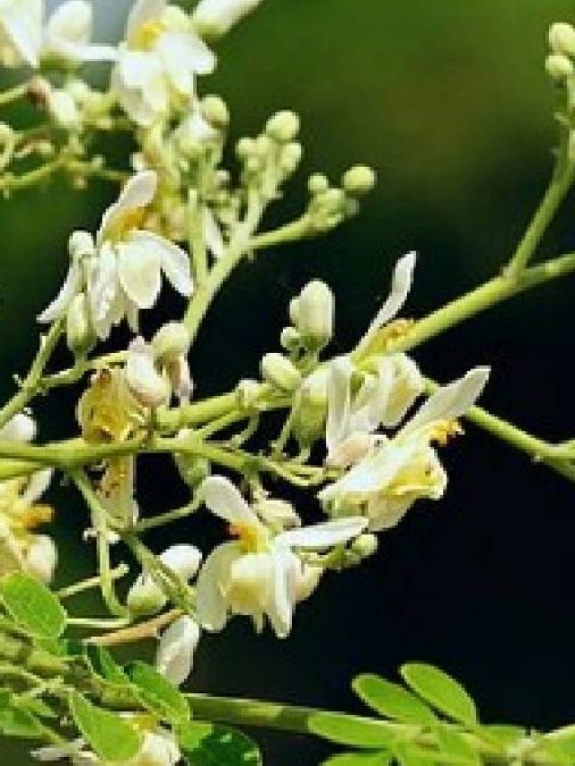 বসন্তে যৌবন চমকাবে, এই গাছের পাতা, ফুলে অলৌকিক ক্ষমতা, খেলেই সারবে সব রোগ