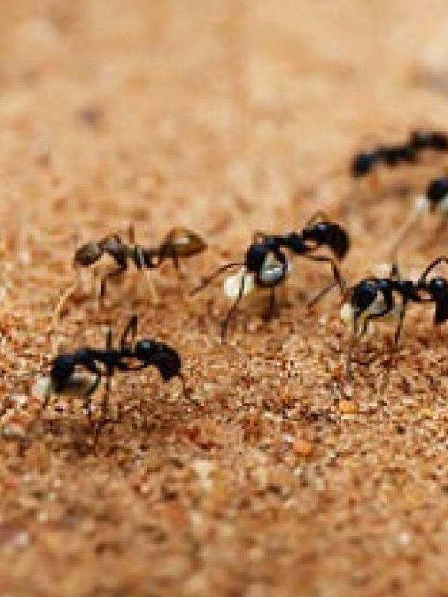 পিঁপড়েরা কেন এক লাইনে হাঁটে? কারণ জানলে চমকাবেন