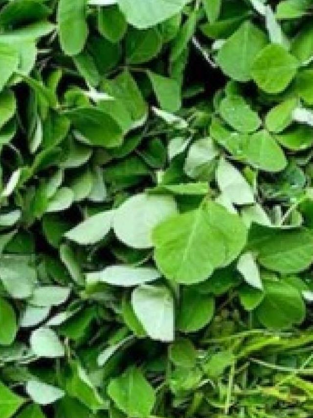 সস্তার এই শাকেই রয়েছে পুরুষত্বের মহামন্ত্র, খেলেই ফুরফুরে থাকবেন