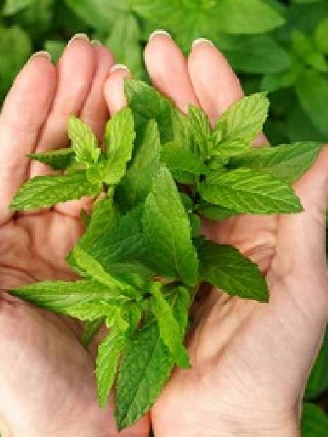 যৌবন কখনও ঝিমিয়ে পড়বে না, এই পাতা  চিবোলেই পুরুষরা ফিট থাকবেন, জানুন