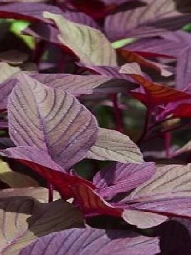 পাঁই পাঁই করে পালাবে ডায়াবেটিস, এই শাক খেলেই যৌবন হাসবে