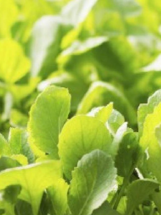 পুরুষত্ব পাথরের মতো মজবুত থাকবে, এই শাক শক্তি জোগাবে, সিক্রেট জেনে নিন