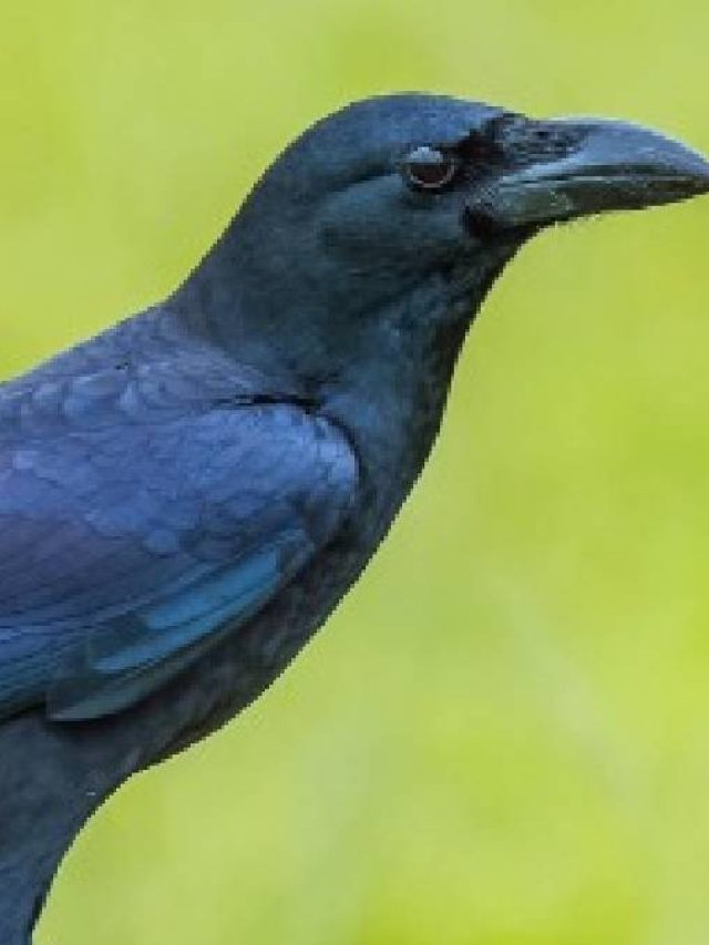 কাককে এই জিনিস  খেতে দেখলেই হাতে টাকা আসবে, জানুন