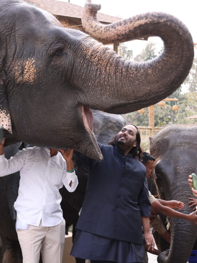 Anant Ambani's Vantara: Take a look at the diet chart of Elephants in Jamnagar 