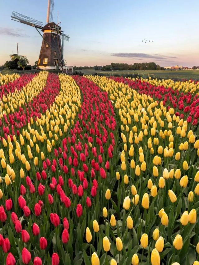 এই বসন্তে প্রেমের সঙ্গীকে নিয়ে হারিয়ে  যান টিউলিপ গার্ডেনে, রইল ৫ ঠিকানা