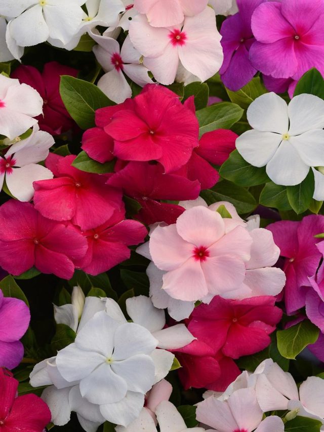 ক্যানসার, প্রেসার,মানসিক ভারসাম্য রক্ষা করে, এই ফুল খেতে পারলে চমৎকার