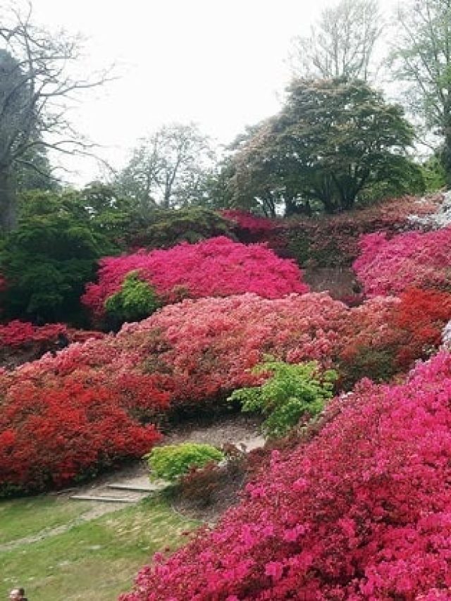 পলাশের যৌবনকে ঈর্ষা করে রবীন্দ্রনাথের প্রিয় এই ফুল, সৌন্দর্য এরও কম নয়