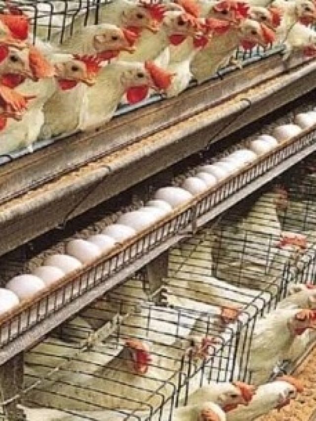 ডিম আগে না মুরগি? বলুন তো সত্যিটা কী, সঠিক উত্তর জেনে নিন