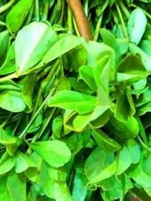 কোলেস্টেরল ব্যাটা জব্দ হবে, এই শাক খেলেই শরীর হবে তেজি ঘোড়ার মতো