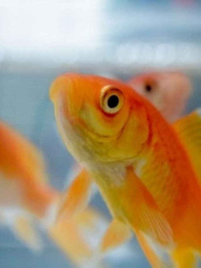 জীবন বদলাবে মাছ, স্বপ্নে দেখলে কী হয়? জানলে থ হয়ে যাবেন