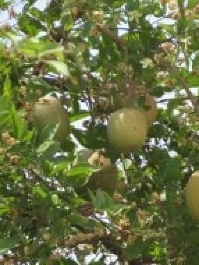 যৌবন হবে 'বাঘের বাচ্চা', গরমে এই ফল খেলেই শরীরে শক্তি পাবেন