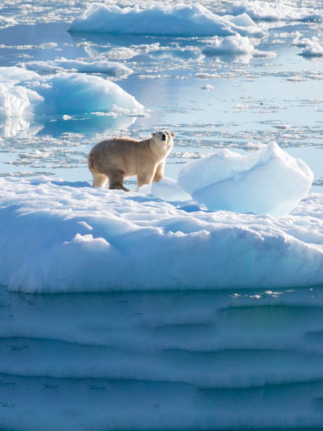 'The Arctic is dying': Last ice area will disappear faster than you think