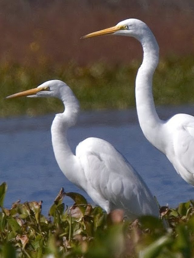 পুরুষের মধ্যে বক পাখির এই গুণ থাকলেই হবে, বিয়ে করতে চাইবে মেয়েরা