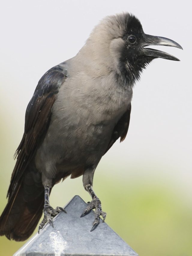 কাকের এক গুণেই বদলাবে জীবন, বড়লোক হতেই বিয়ের জন্য লাইন পড়বে মেয়েদের