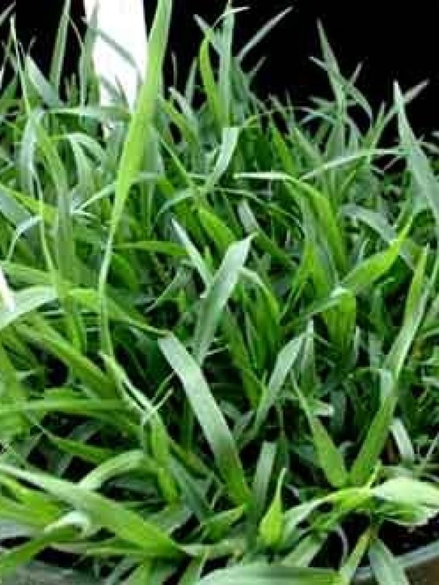 জ্বালার ভয়ে প্রস্রাবই করছেন না? খেয়ে নিন এটা, মাঠে-ঘাটেই সহজেই মেলে